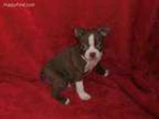 Boston Terrier Puppy for sale in Wood River, NE, USA