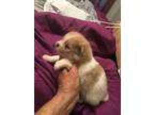 Pomeranian Puppy for sale in Davison, MI, USA
