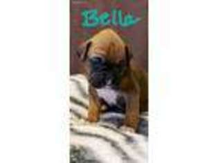 Boxer Puppy for sale in Dodge Center, MN, USA