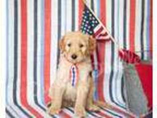 Goldendoodle Puppy for sale in Kent, WA, USA