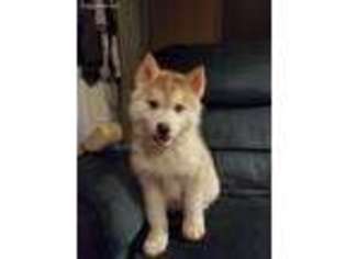 Siberian Husky Puppy for sale in Montpelier, OH, USA