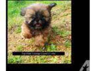 Mutt Puppy for sale in BUCHANAN, TN, USA