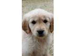 Golden Retriever Puppy for sale in Rockwall, TX, USA