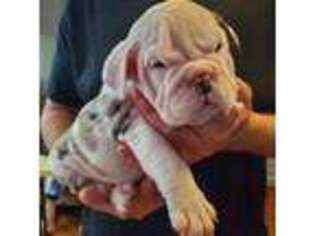 Bulldog Puppy for sale in Cincinnati, OH, USA