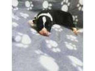 Pembroke Welsh Corgi Puppy for sale in Ramona, CA, USA