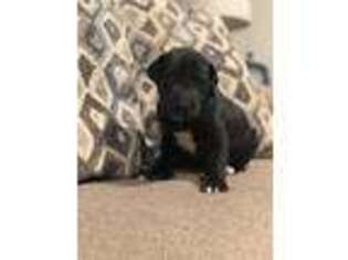 Great Dane Puppy for sale in Osseo, WI, USA