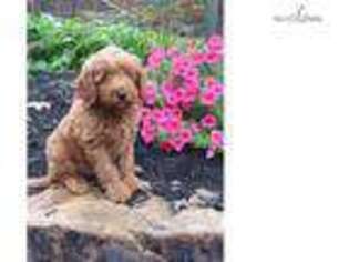 Goldendoodle Puppy for sale in Williamsport, PA, USA