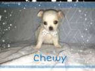 Chihuahua Puppy for sale in Jackson, CA, USA