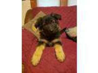 German Shepherd Dog Puppy for sale in Centralia, WA, USA