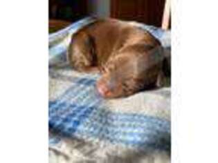 Doberman Pinscher Puppy for sale in Hogansville, GA, USA