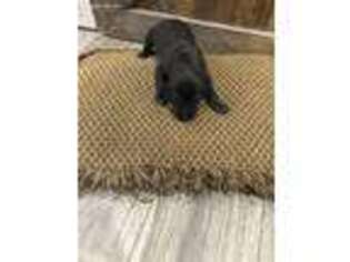 Great Dane Puppy for sale in Greenville, OH, USA