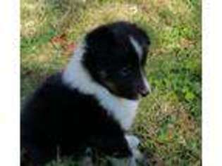Shetland Sheepdog Puppy for sale in Indian Trail, NC, USA