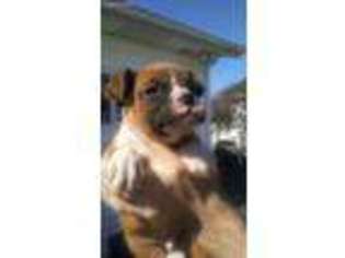 Boxer Puppy for sale in Kokomo, IN, USA