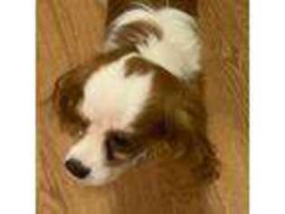 Cavalier King Charles Spaniel Puppy for sale in Hyattsville, MD, USA
