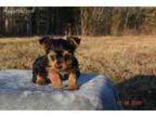 Yorkshire Terrier Puppy for sale in Caulfield, MO, USA