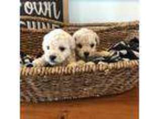 Goldendoodle Puppy for sale in Alexandria, IN, USA