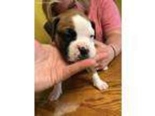 Boxer Puppy for sale in Parkersburg, WV, USA