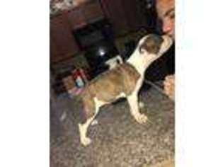 American Staffordshire Terrier Puppy for sale in Austin, TX, USA