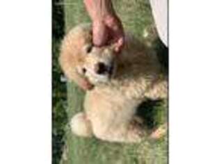 Chow Chow Puppy for sale in Springfield, MO, USA