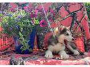 Alaskan Malamute Puppy for sale in Stockton, MO, USA