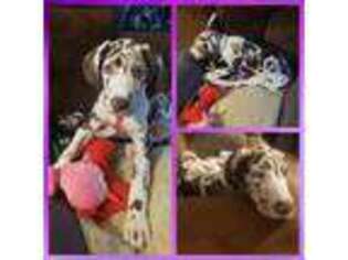 Great Dane Puppy for sale in Muncy, PA, USA
