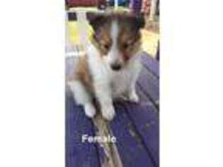 Shetland Sheepdog Puppy for sale in Mc Dade, TX, USA