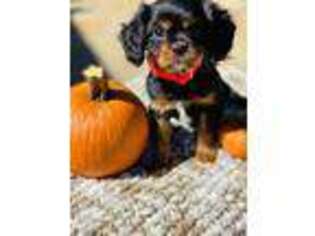 Cavalier King Charles Spaniel Puppy for sale in El Campo, TX, USA