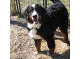 Bernese Mountain Dog Puppy for sale in Paris, KY, USA