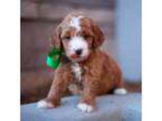 Goldendoodle Puppy for sale in Salt Lake City, UT, USA