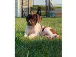 German Shorthaired Pointer Puppy for sale in Cedar Falls, IA, USA