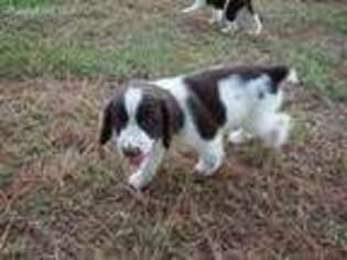 English Springer Spaniel Puppy for sale in Kemp, TX, USA