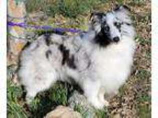 Shetland Sheepdog Puppy for sale in Temecula, CA, USA