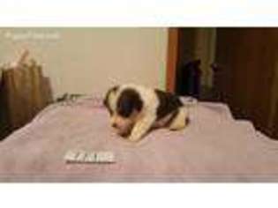 Pembroke Welsh Corgi Puppy for sale in Warden, WA, USA