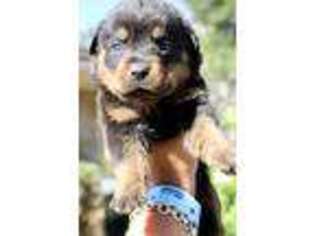 Rottweiler Puppy for sale in Sanford, FL, USA