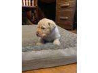 Labrador Retriever Puppy for sale in Cazenovia, NY, USA