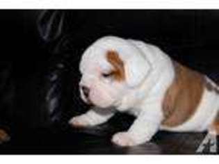 Bulldog Puppy for sale in FOX LAKE, WI, USA
