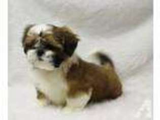 Mutt Puppy for sale in JOHANNESBURG, MI, USA