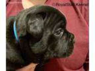 Staffordshire Bull Terrier Puppy for sale in Charlotte, NC, USA