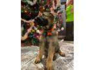 German Shepherd Dog Puppy for sale in Grand Blanc, MI, USA