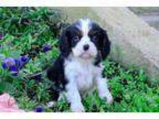 English Toy Spaniel Puppy for sale in Rochester, IN, USA