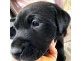 Labrador Retriever Puppy for sale in Knoxville, PA, USA