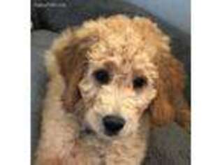 Goldendoodle Puppy for sale in Torrance, CA, USA