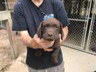 Labrador Retriever Puppy for sale in Willis, TX, USA