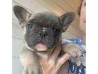 French Bulldog Puppy for sale in Dallas, TX, USA