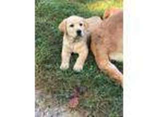Labrador Retriever Puppy for sale in Albright, WV, USA