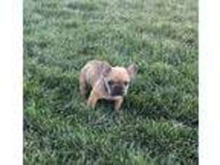 French Bulldog Puppy for sale in Yucaipa, CA, USA