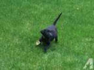 Labrador Retriever Puppy for sale in WOODINVILLE, WA, USA