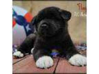 Akita Puppy for sale in Chillicothe, MO, USA