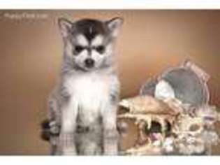 Siberian Husky Puppy for sale in Knoxville, TN, USA