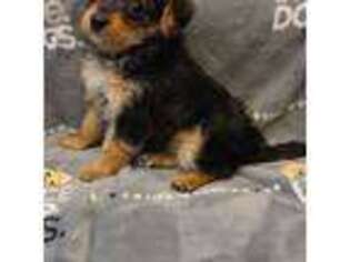 Mutt Puppy for sale in Grandville, MI, USA